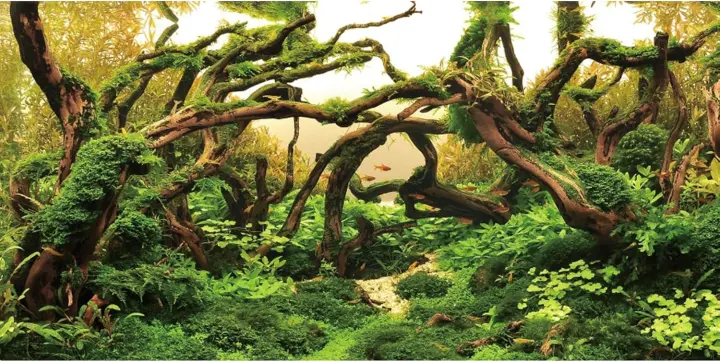 48 x 24 in Aquarium Backdrop — Branches & Aquatic Plant Background
