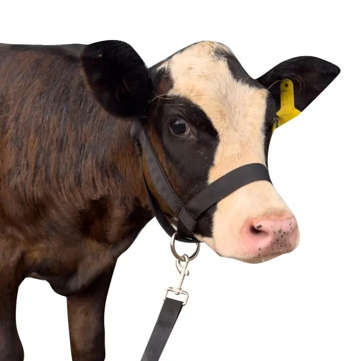 Adjustable Nylon Cattle Halter with Lead Rope — Medium (Black)